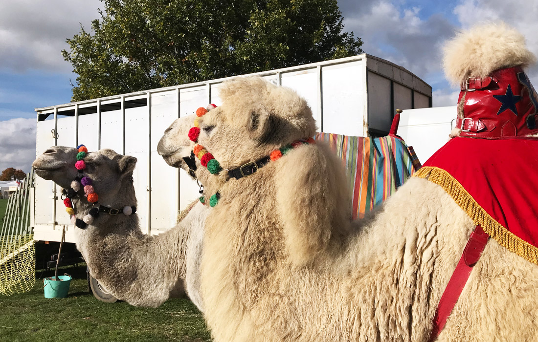 We couldn't leave the show without seeing the camels!