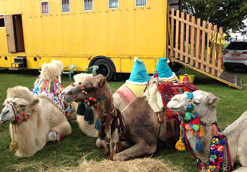 Camels at the Showman's Show