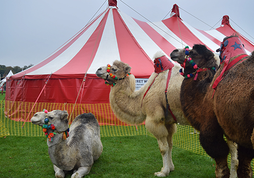 Camels at Showmans Show 2017