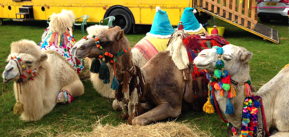 Camels at the Showmans Show